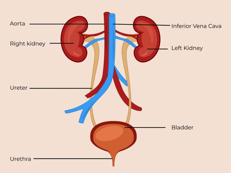 urinary_system